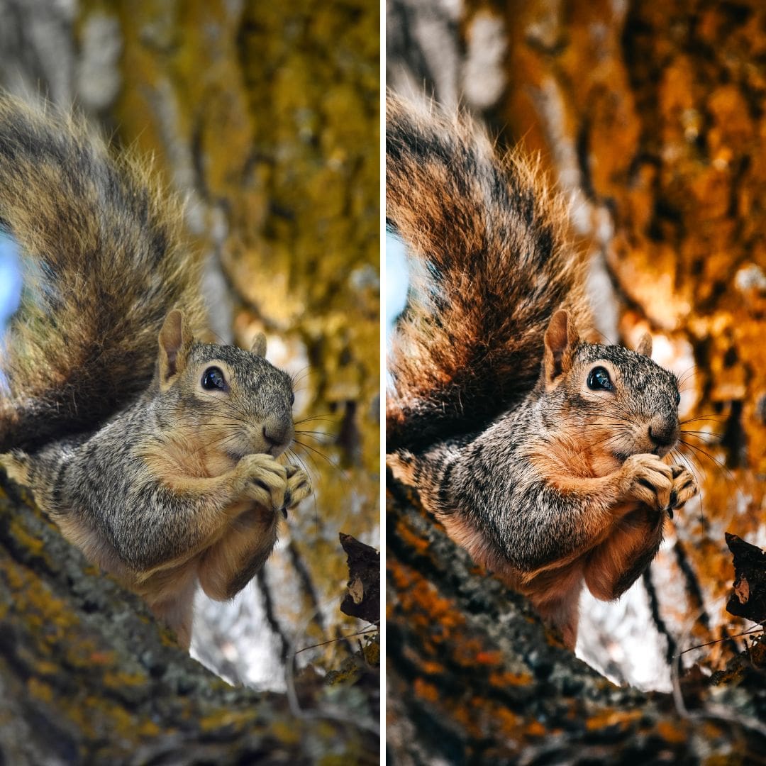 NATURE | Creëer adembenemende natuurfoto's